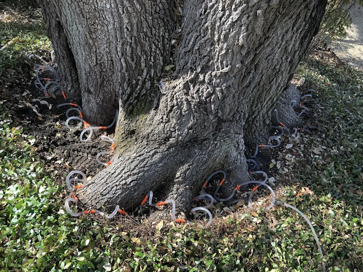 Detailed Tree Cabling and Bracing job site in East Elmhurst