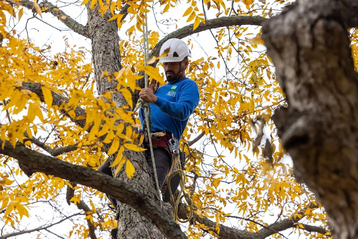 Skilled Tree Trimming crew working in East Elmhurst